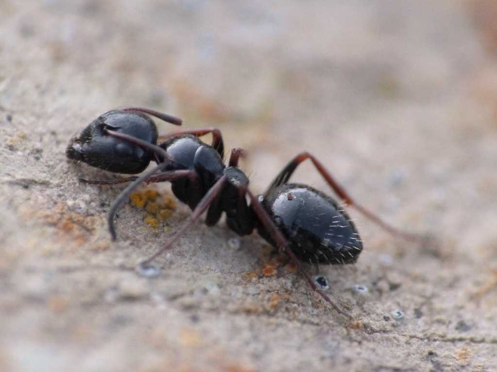 Quale Camponotus? - Tolfa (RM)
